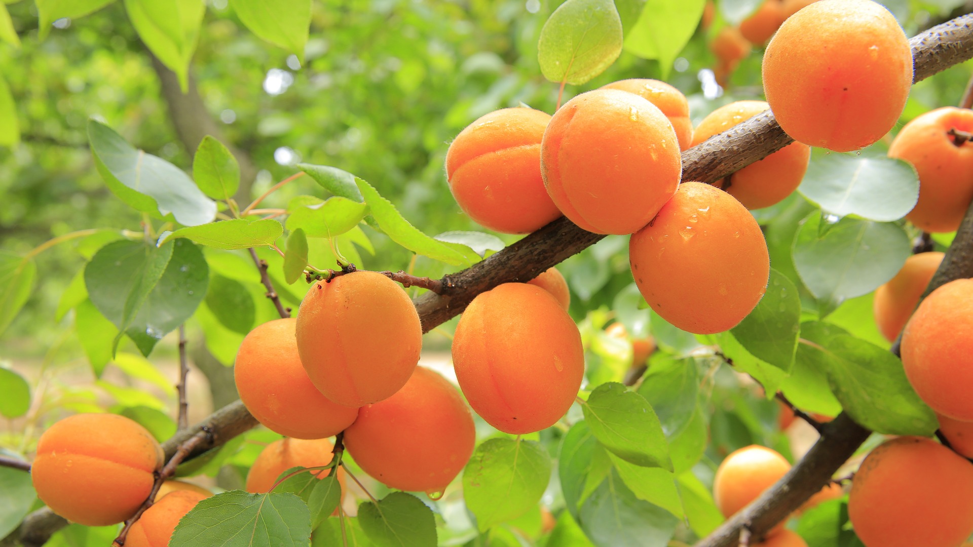 abrikozen tegen snoepzin